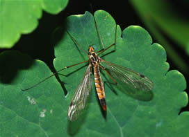 Adult Cranefly from webflyfishing.com