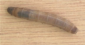 Cranefly larva from webflyfishing.com